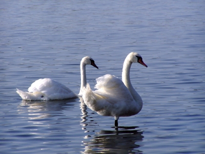 Schwäne in der Ostsee