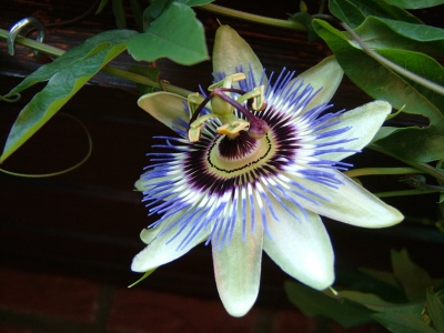 Blaue Passionsblume (Passiflora caerulea)