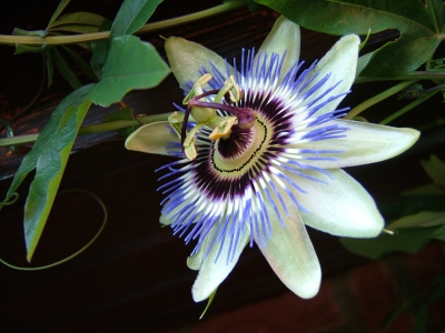 Blaue Passionsblume (Passiflora caerulea) 1
