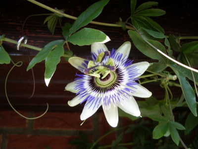 Blaue Passionsblume (Passiflora caerulea) 2