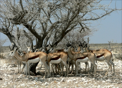 Springböcke im Etoscha Nationalpark