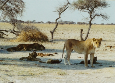 Löwen mit Nachwuchs