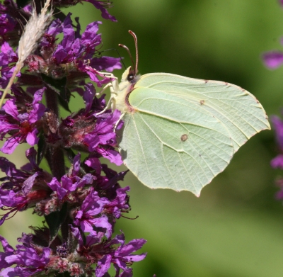 Schmetterling auf Blüte