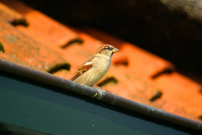 Spatz auf dem Dach