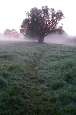 Baum im Frühnebel