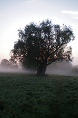 Baum im Frühnebel