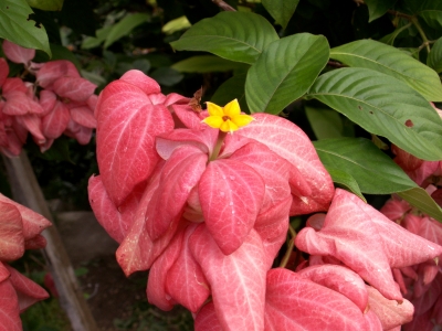 Blüte Jamaika