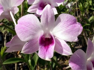 weiss lila Orchidee 2