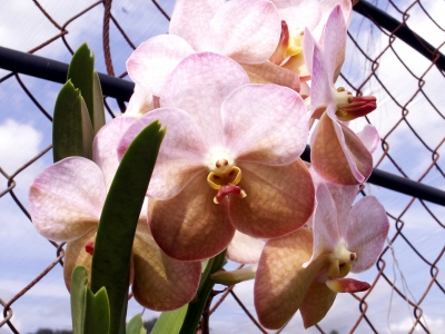weiss lila braun Orchidee