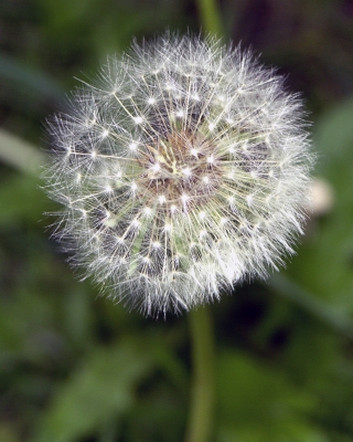 Pusteblume