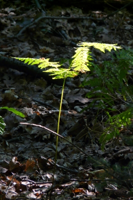 Sonnenstrahl auf Farnkraut