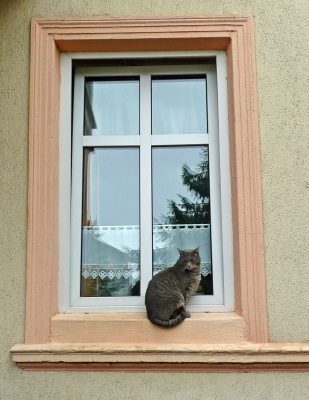 Katze im Fnester