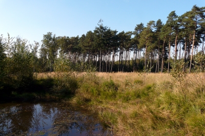 in der Ohligser Heide im Bergischen Land