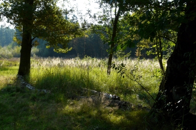 in der Ohligser Heide im Bergischen Land #2