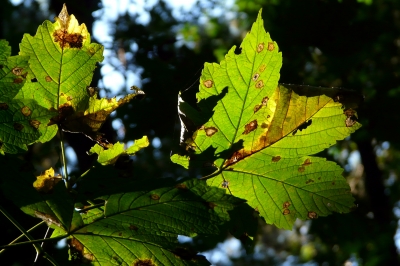 Waldlicht #3