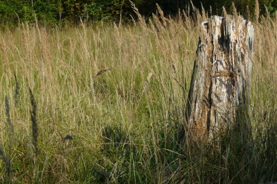 alter Baumstumpf im Herbstgras #2