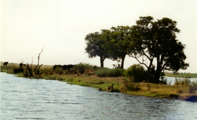 Der Chobe River