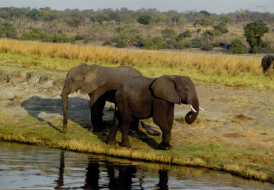 Elefanten am Chobe-River