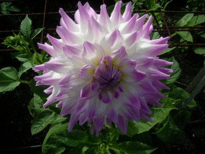 Dahlien 2