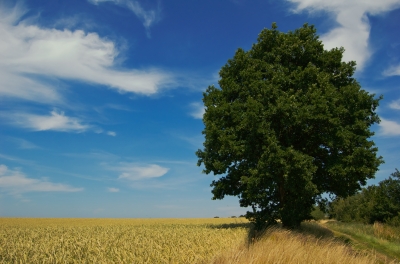 Einzelner Baum