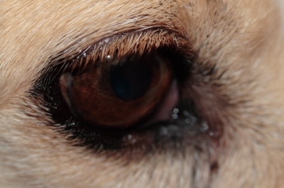 Das Auge des Hunds