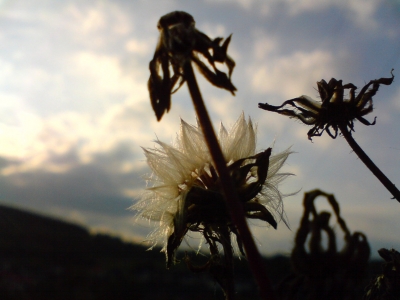 sowas wie ne Pusteblume