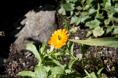 Orange Blume mit Biene