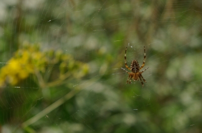 Spinne 2 - Kreuzspinne