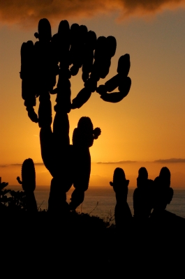 Kaktus bei Sonnenuntergang
