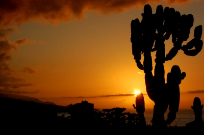 Kaktus bei Sonnenuntergang II