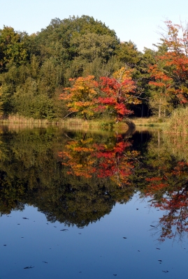 Der Waldsee in der Ohligser Heide im Bergischen Land #6