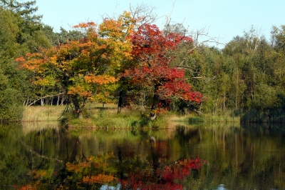 Der Waldsee in der Ohligser Heide im Bergischen Land #9