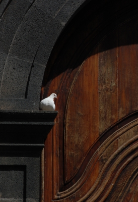 Weiße Taube vor der Kirchentür