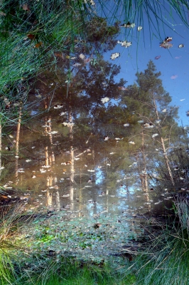 Kiefernwaldspiegelung in der Pfütze