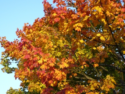 Herbstblätter