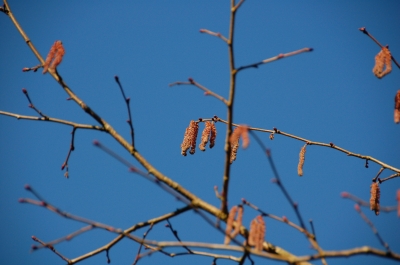 Herbst