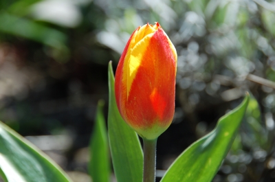 Tulpe 8