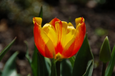 Tulpe 9