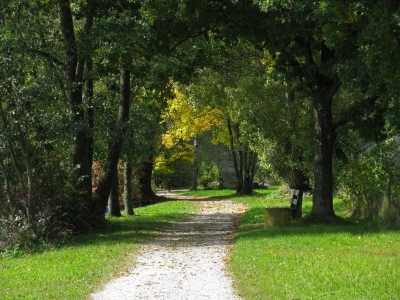 Herbst Bäume