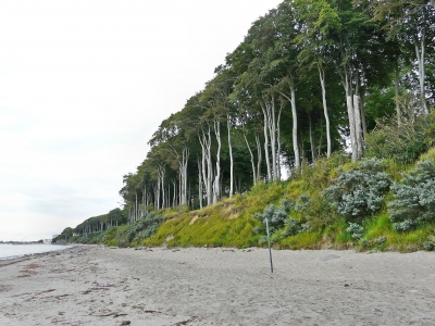 Wald am Strand 2