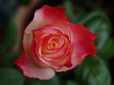 Rose zweifarbig