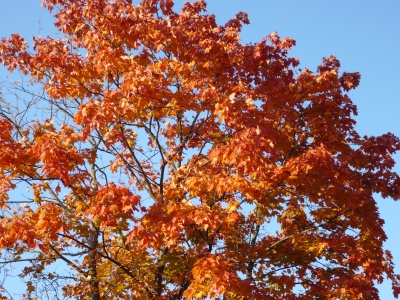 Herbstblätter