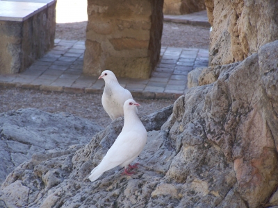 Täubchen