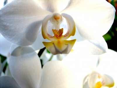 weiße Orchideenblüte