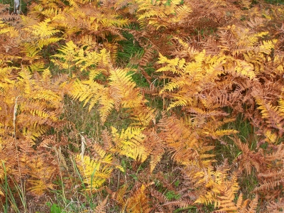 Farne im Herbstwald