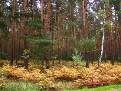 Herbstwald 6