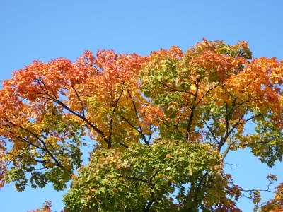 Herbstblätter