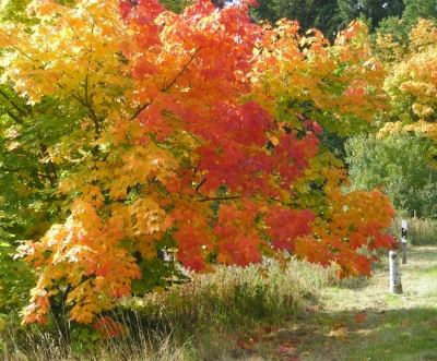 Herbstlaub