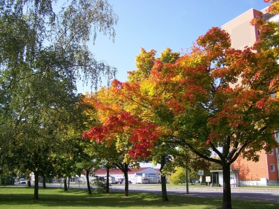 Schöner Herbst