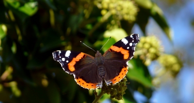 schöner Schmetterling (Admiral)